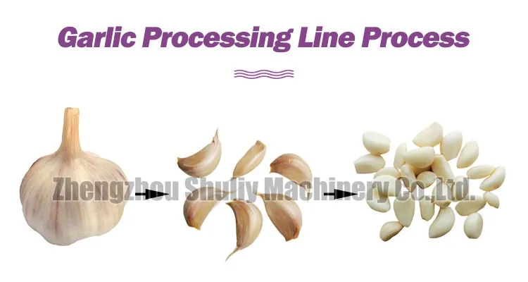 Garlic peeling production line Garlic peeling production line